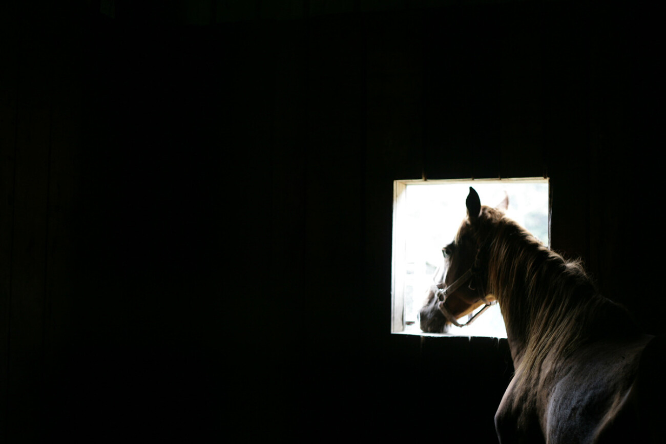 A horse looks through a stall window at Double J Stables on Thursday, September 30, 2010. Double J Stables is home to a variety of animals, including horses, goats, cats and dogs..Photo by Jill Seelmeyer
