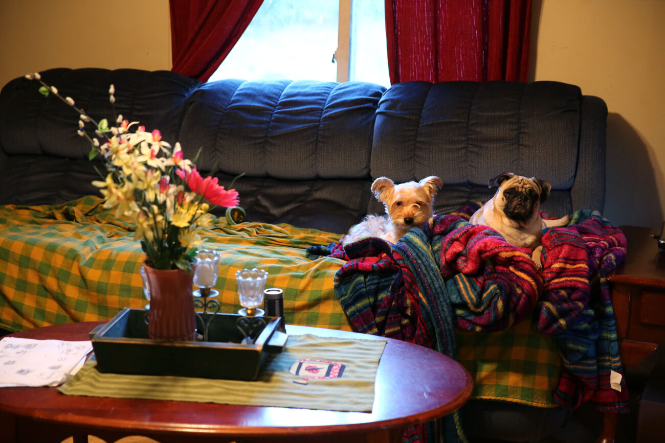 Duke (left) and Kitty (right) sit together on a couch during the afternoon on Friday, Oct. 11, 2013. Photo by Erin McLaughlin
