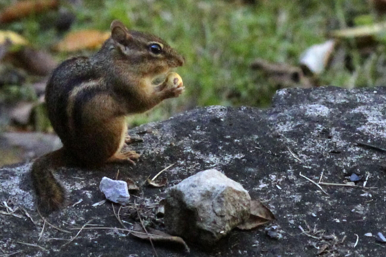 A chipmunk eats above Camp Creek Road in Hyden, Ky. Friday, Oct 12, 2013. Photo by Judah Taylor