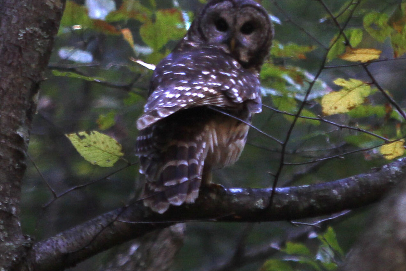 An owl perches on a tree near Devil's Jump Road.  Photo by Morgan Eads