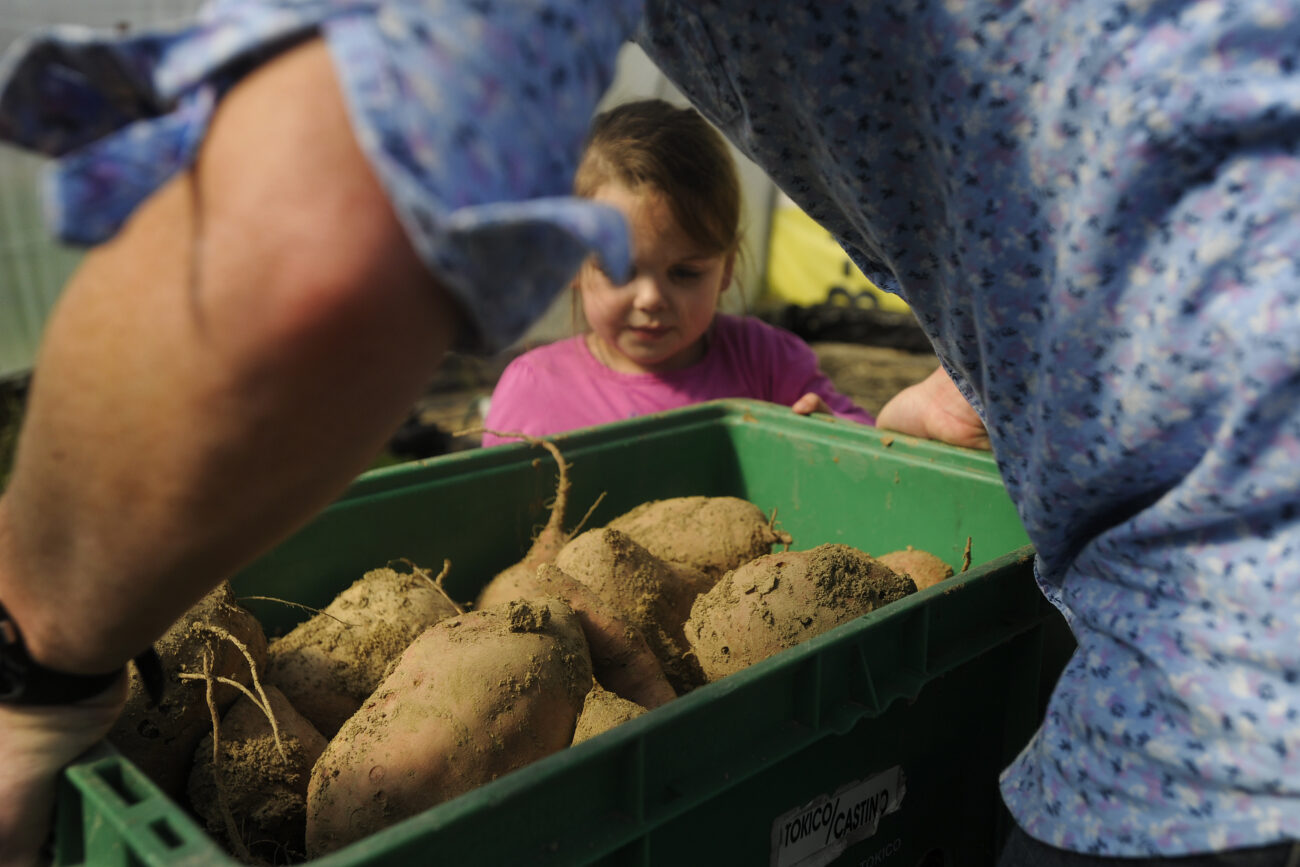 Allie watches as Amanda Waterstrat carries a crate of their sweet potatoes from the greenhouse to the barn to wash them off in preparation for Saturday's farmer's market. Ford Waterstrat invented his own washing system out of scraps from around the farm to clean the produce.