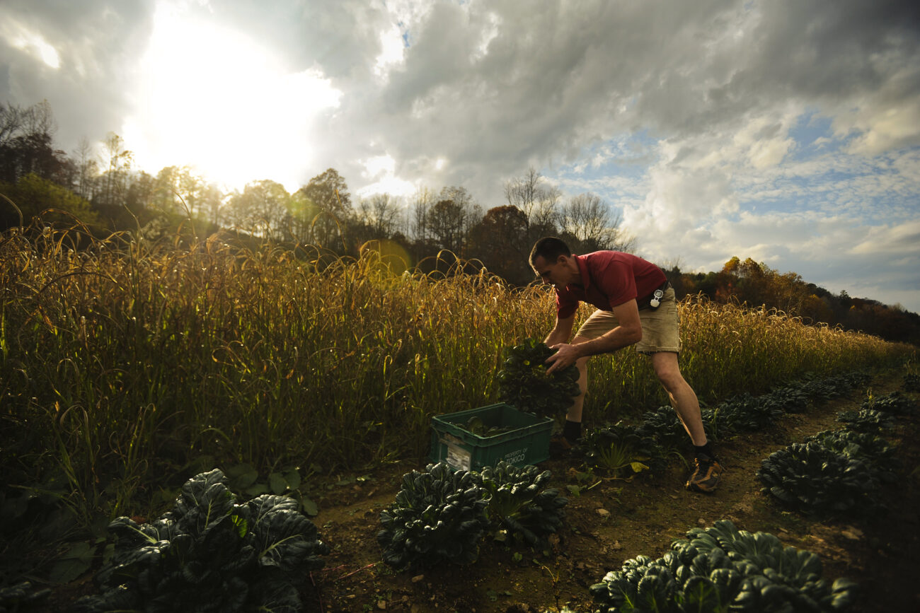 Ford Waterstrat collects his organic tatsoi, an Asian leafy green similar to spinach, for his CSA customers at the Saturday farmer's market. Waterstrat said most of his customers are receptive to trying new produce like tatsoi.