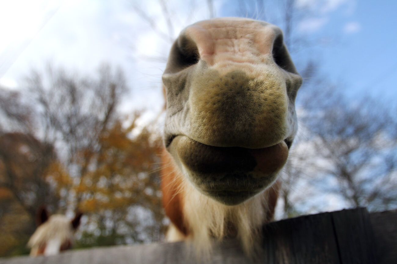 Cindy, a Belgian horse owned by Matt Magee of London, Ky., sticks her nose across a fence off East Fourth Street in London on Friday, Oct. 26, 2012. Photo by Becca Clemons