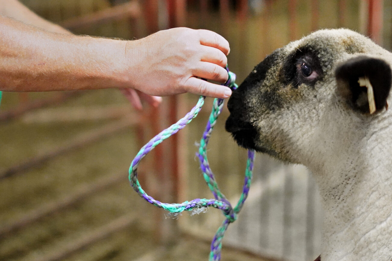 Early in the morning before he drives himself and his sons to school, J.R. Zinner slips a leash around one of his sheep that was shown that summer on Friday, Oct. 15, 2021 in Frankfort, Ky. The ewe had been raised in the pen and is about to be let loose onto the farm with the flock for the first time. Photo by Kaitlyn Skaggs