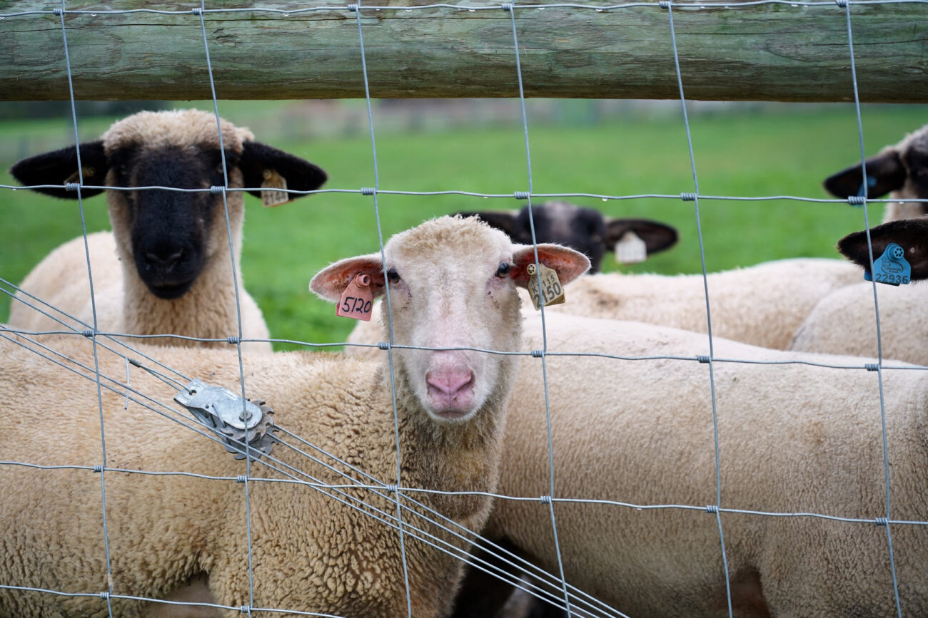 Some of the ewes at J.R. Zinners farm stare longingly through the fence at Zinner, hoping that he has come to feed them on Wednesday, Oct. 13, 2021, in Frankfort, Ky. Zinner says that theyre unintentionally trained to think whenever he comes over that hell feed them. Photo by Kaitlyn Skaggs