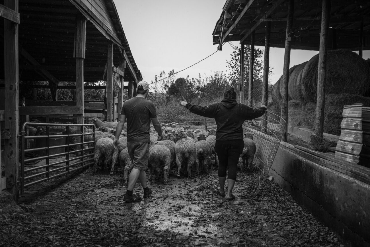Nate and Emily Buckler heard the flock into the barn to get their nails trimmed in Cropper, Ky. on Friday, Oct. 15, 2021 (Photo by Martha McHaney).
