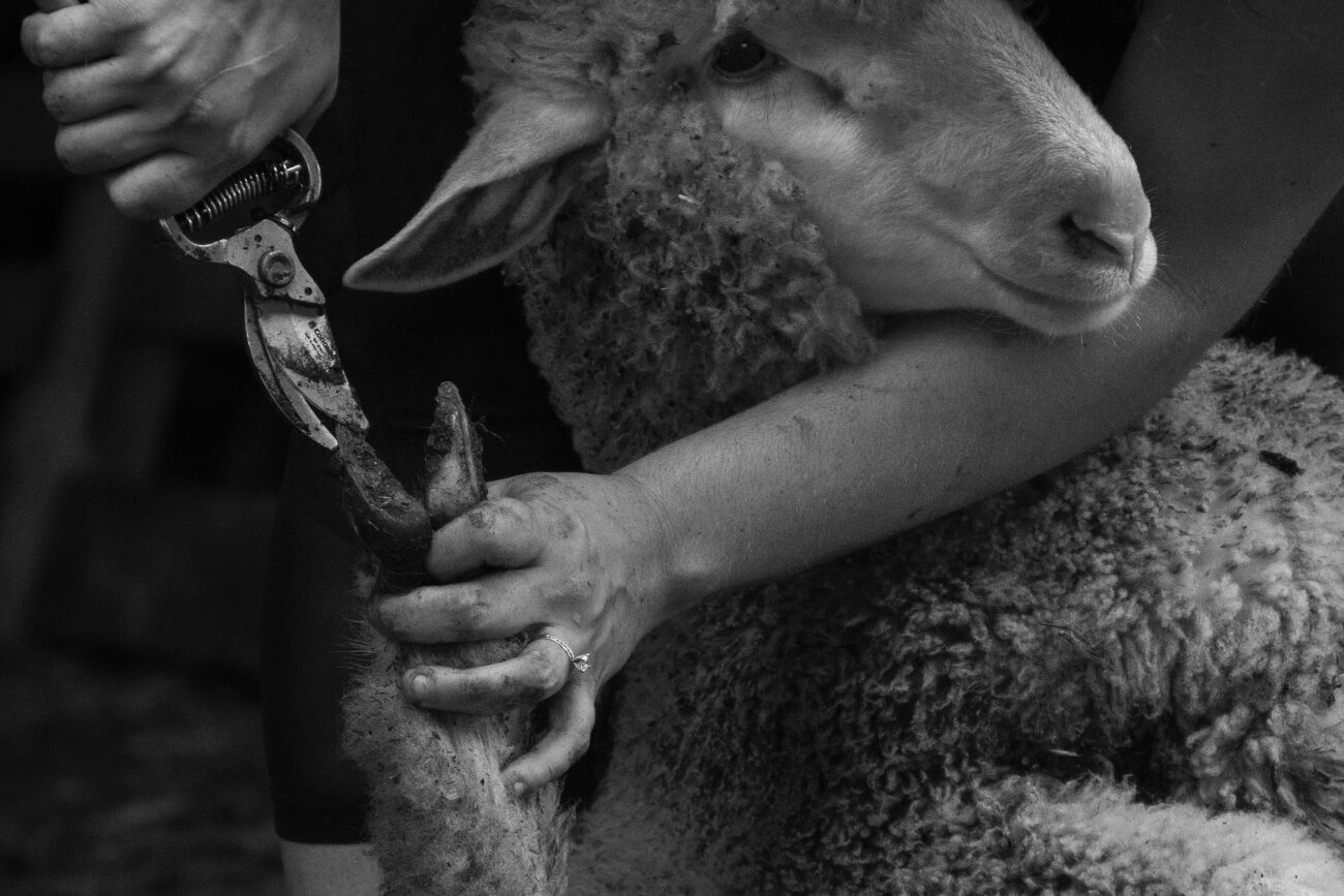 Emily Buckler, owner of Buckler Farms, trims the hooves of a female sheep in Cropper, Ky. on Friday, Oct. 15, 2021. This is her first trim since she is under a year old (Photo by Martha McHaney).