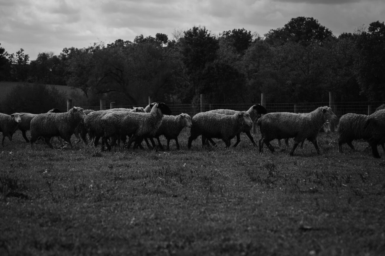 A portion of the Buckler flock runs towards the barn in Cropper, Ky. on Thursday, Oct. 14, 2021 (Photo by Martha McHaney).