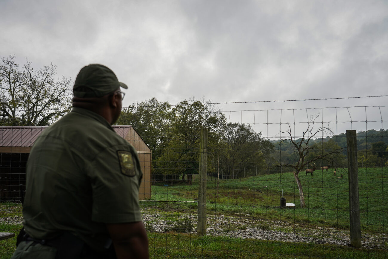 James Brace gazes at a herd of elk behind a wire fence at the Kentucky Department of Fish & Wildlife Resources headquarters on Friday, Oct. 15, 2021, in Frankfort, Kentucky. Brace said the commonwealth boasts the largest elk population east of the Rockies.