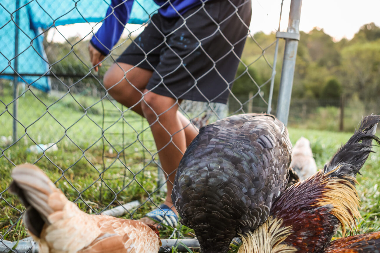 Diego Lopez feeds chickens in the morning at Lopez Land Farm on Saturday, October 16, 2021, in Frankfort, KY.
