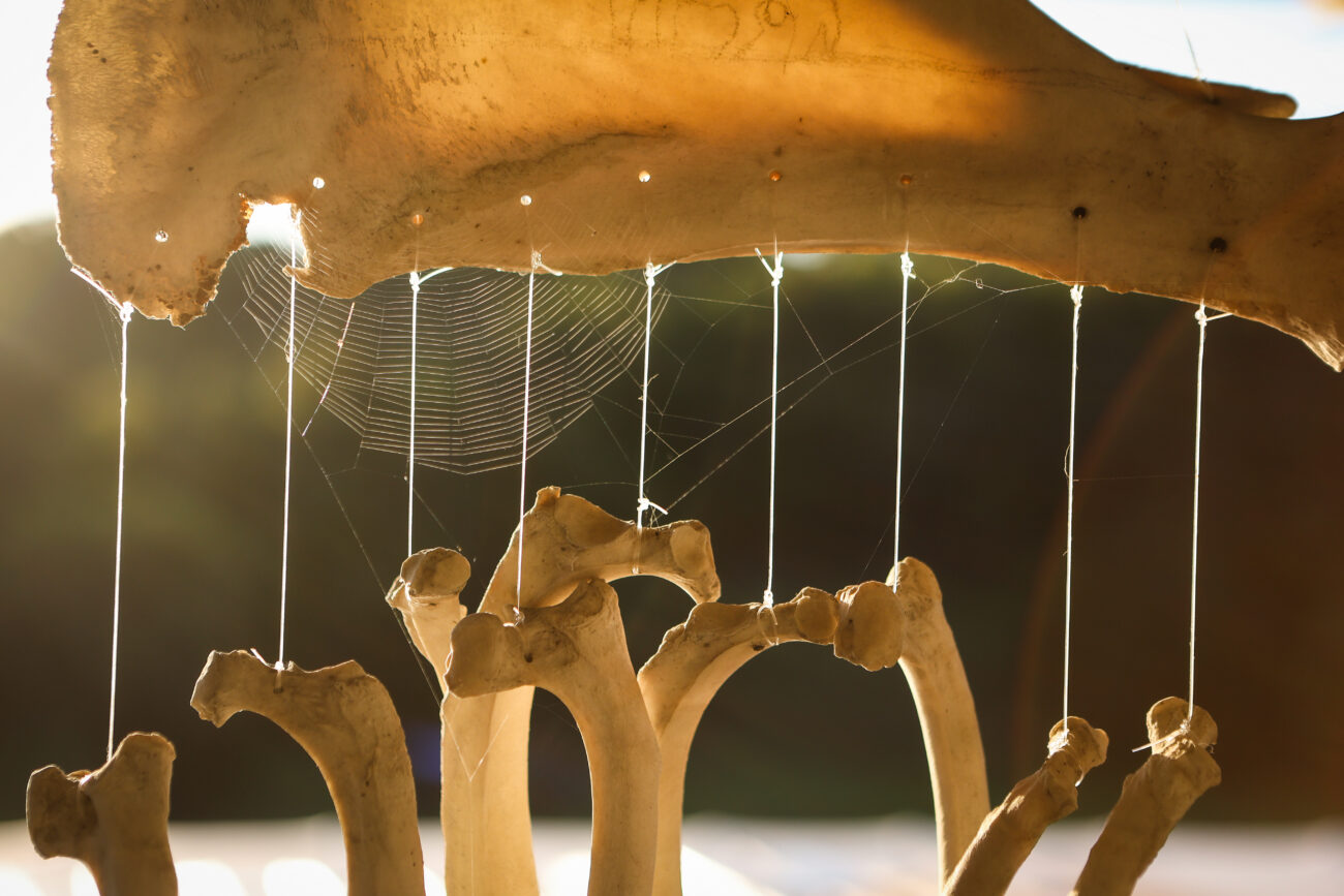 Cow bones hang from the back porch at Lopez Land Farm on Saturday, October 16, 2021, in Frankfort, KY.