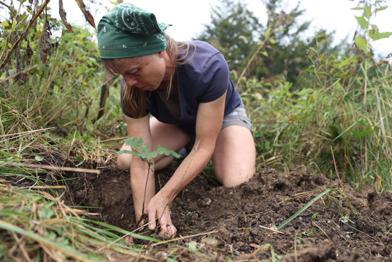 Chris Schimmoeller plants an oak tree in a field on her property off of Mount Vernon Road on Friday, Oct. 15, 2021, in Frankfort, Kentucky. Schimmoeller dug up the young tree from near her house to plant in her field. Photo by Jack Weaver