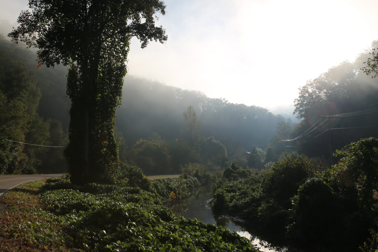 Kudzu takes over tree and stream area as the morning fog receades in Hyden , Ky., on Saturday, October, 12, 2013. Photo by Rachel Walker