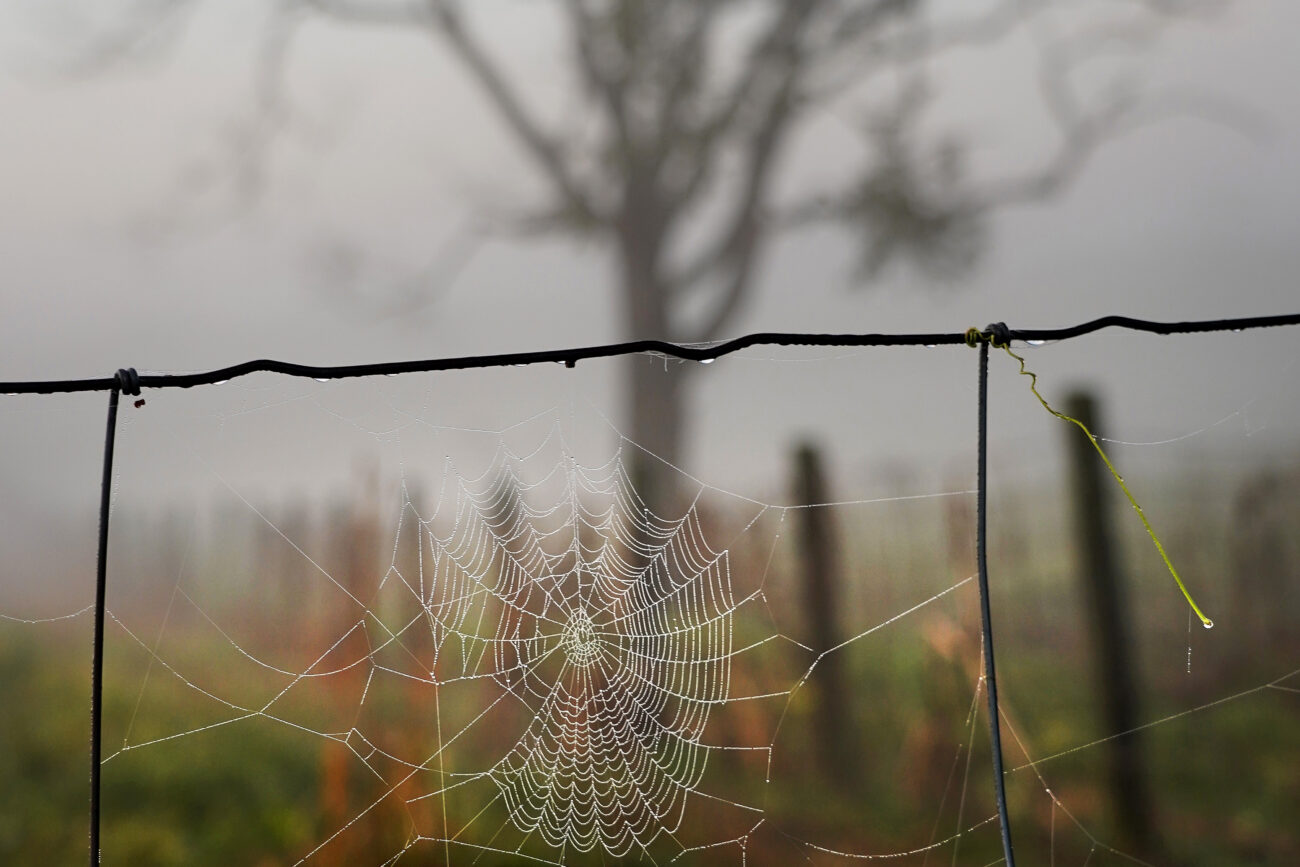 A spiderweb strung along a wire fence on the side of the road gathers tiny droplets of dew in the early morning fog on Thursday, Oct. 14, 2021, in Frankfort, Ky. Photo by Kaitlyn Skaggs