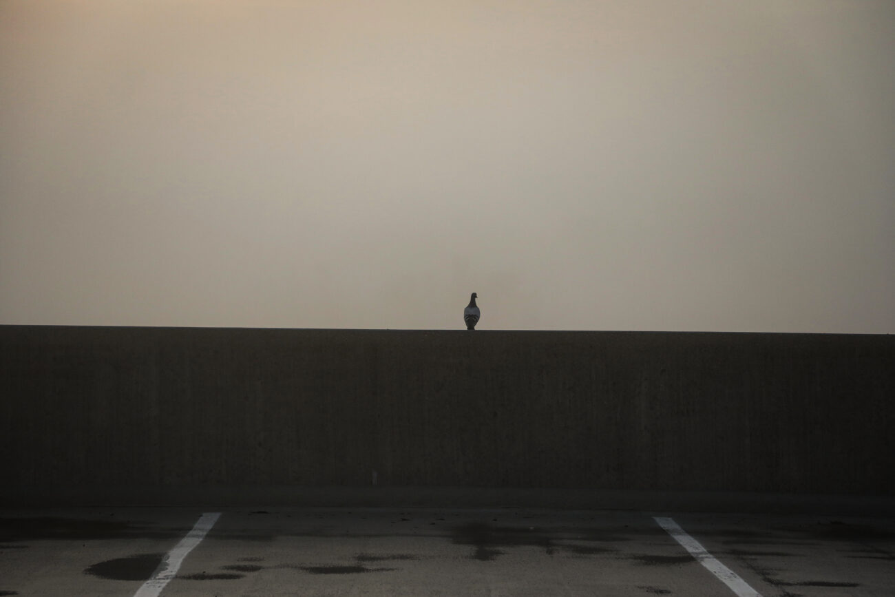 A pigeon perches on the ledge of the Kentucky State Capitol parking garage in Frankfort, Ky. on Thursday, Oct. 14, 2021 (Photo by Martha McHaney).
