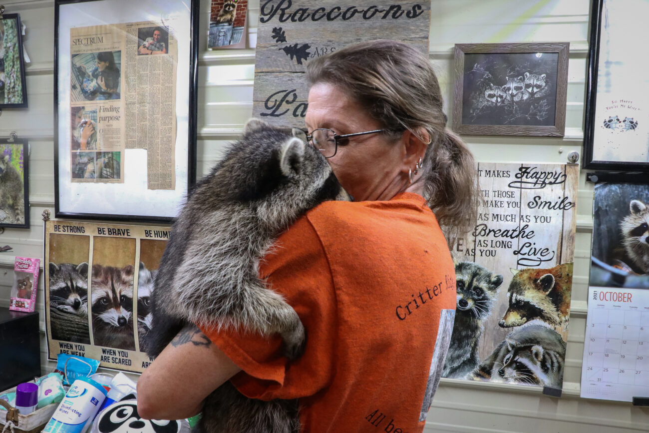 Angela Cox, owner and operator of Critter Ridge Sanctuary, holds a raccoon at her home on Friday, Oct. 15, 2021, in Frankfort, Kentucky.