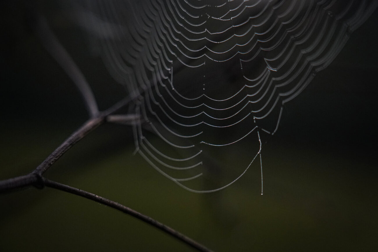 Morning dew covers a spider web at the Kentucky Department of Fish & Wildlife Resources headquarters on Thursday, Oct. 14, in Frankfort, Kentucky.
