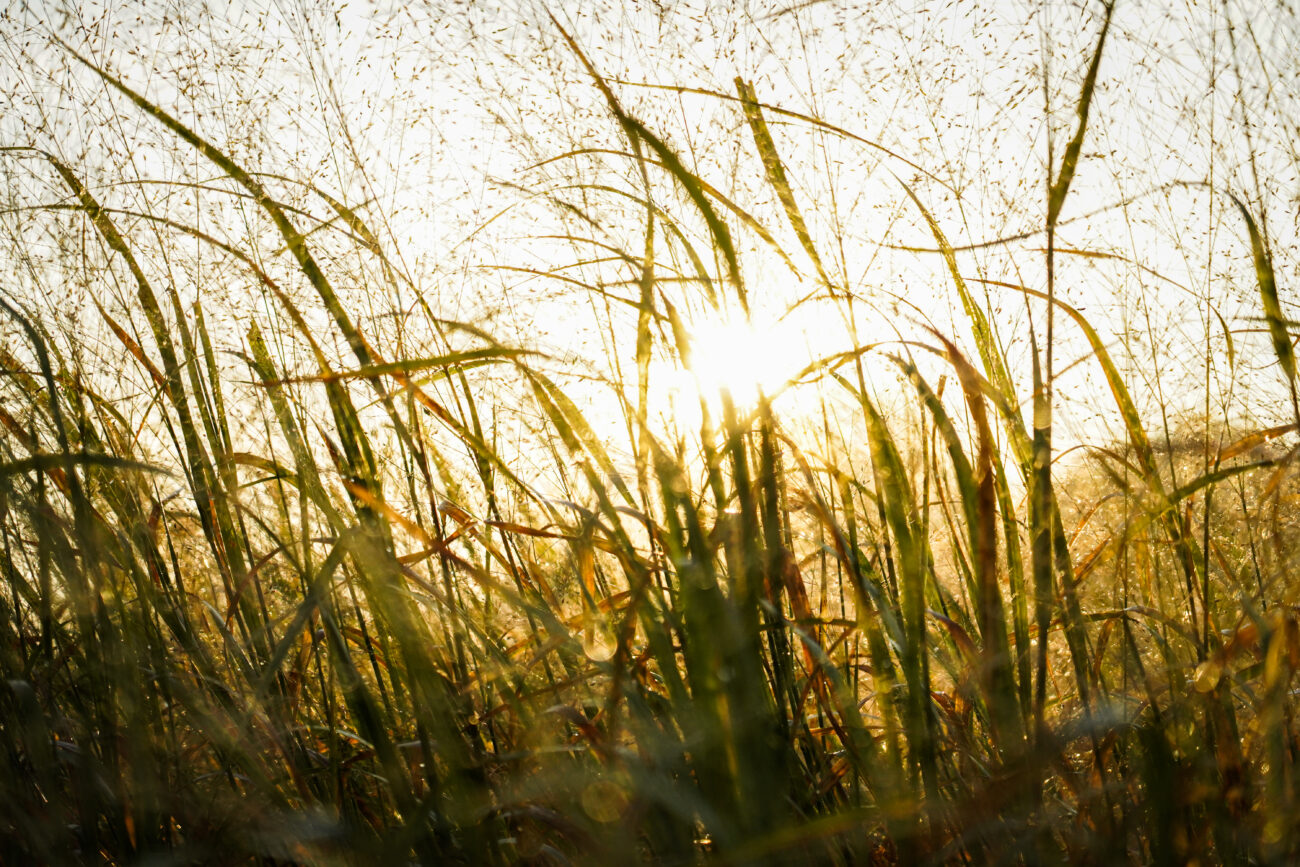 Early morning sunlight shines through tall grass at the Kentucky Department of Fish & Wildlife Resources headquarters on Thursday, Oct. 14, 2021, in Frankfort, Kentucky.