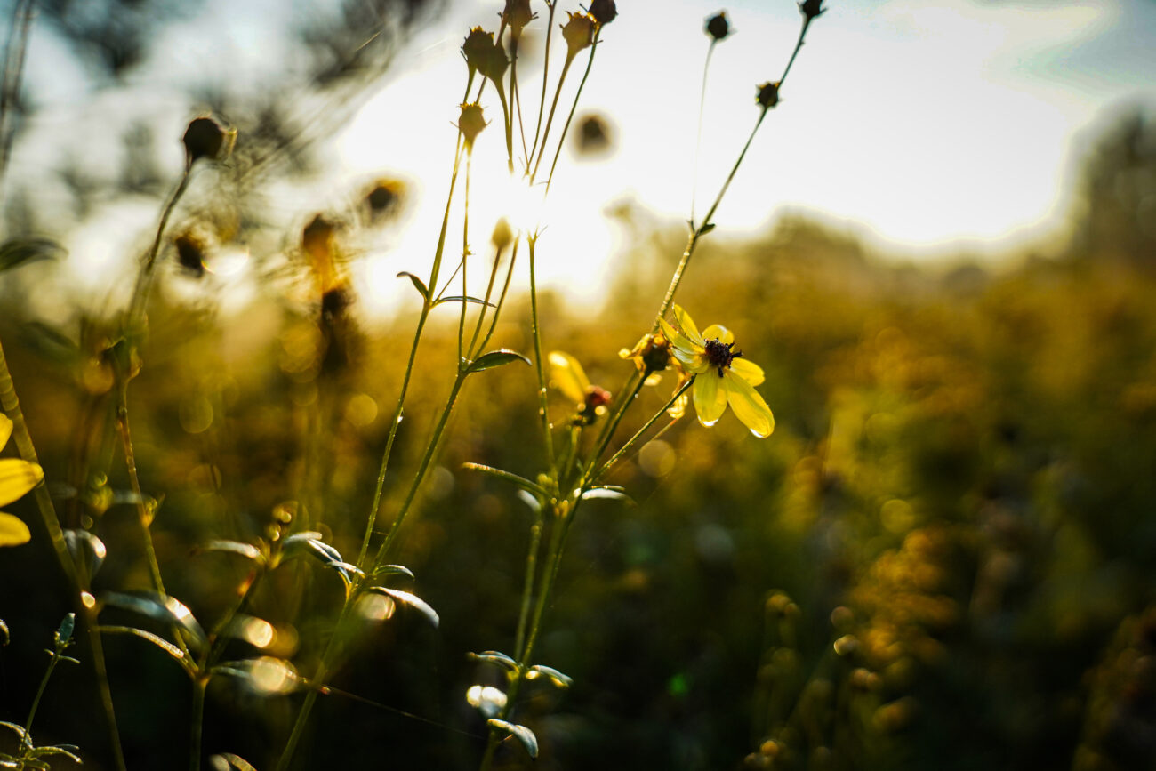 Sunshine catches the morning dewdrops on yellow wildflowers at the Kentucky Department of Fish & Wildlife Resources headquarters on Thursday, Oct. 14, 2021, in Frankfort, Kentucky.