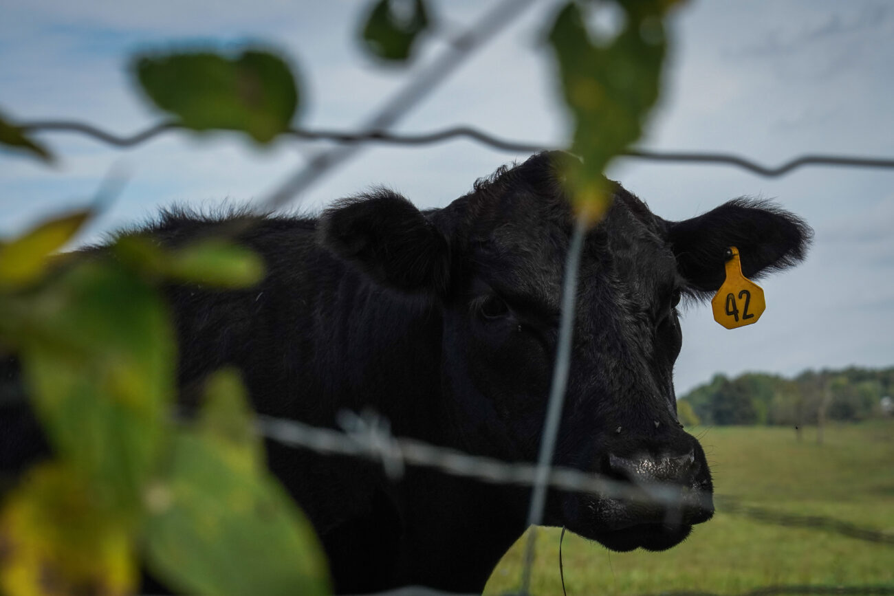 A black cow gazes through a barbed wire fence surrounding a field on Thursday, Oct. 14, 2021, in Frankfort, Kentucky.