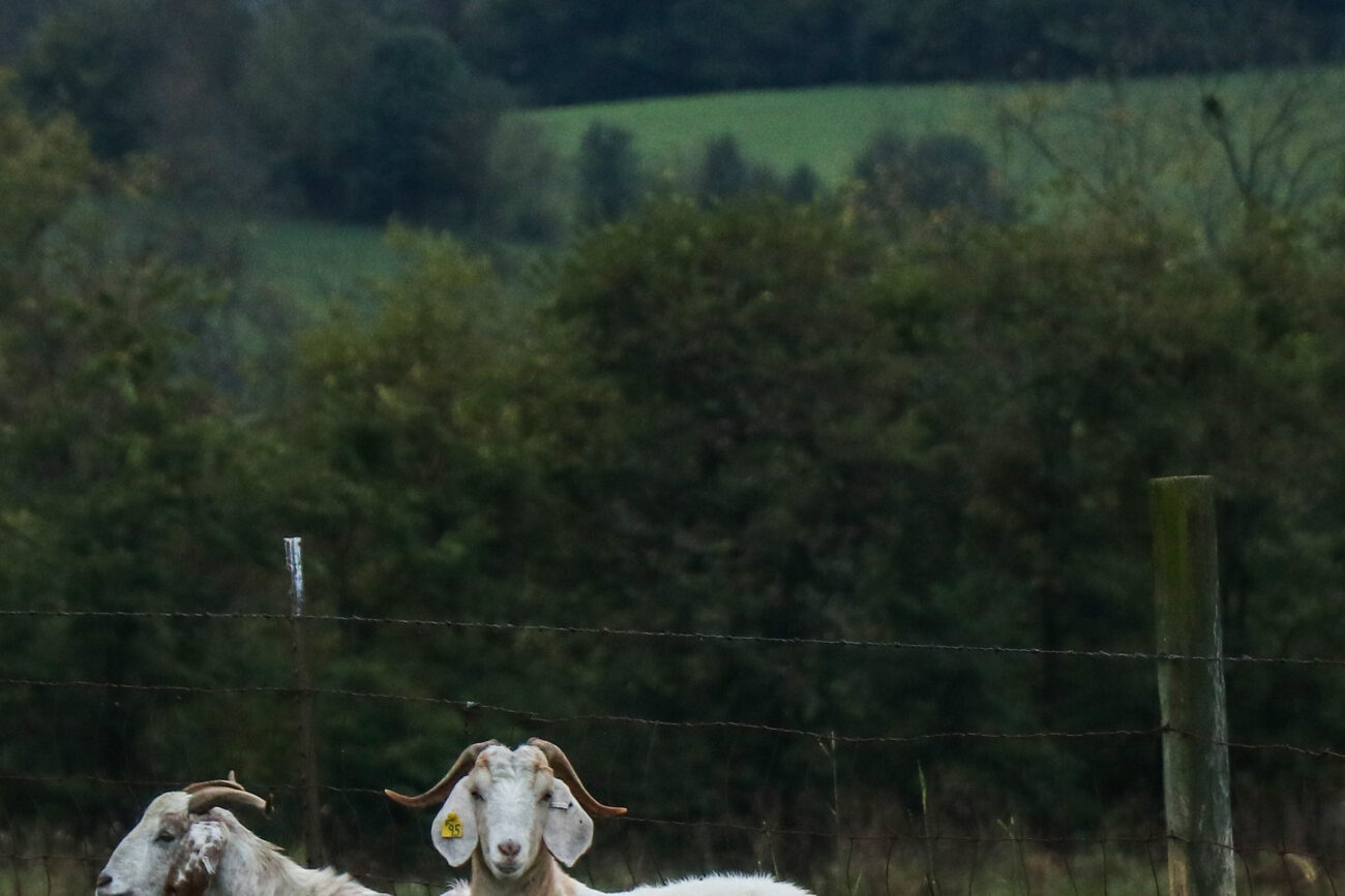 Two goats stand in a field at the Kentucky State University Harold R. Benson Research and Demonstration Farm on Friday, Oct. 15, 2021, in Frankfort, Kentucky.