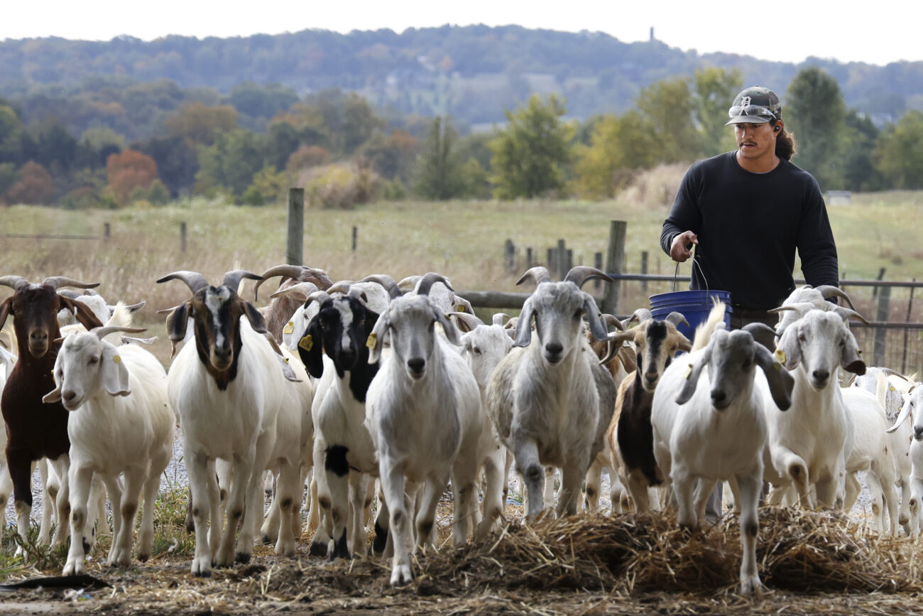 Kentucky State University farm tech and research assistant McKinley Stonewall herds a field of goats into the barn, prepping them to have their hooves shaved on Oct. 7, 2022.