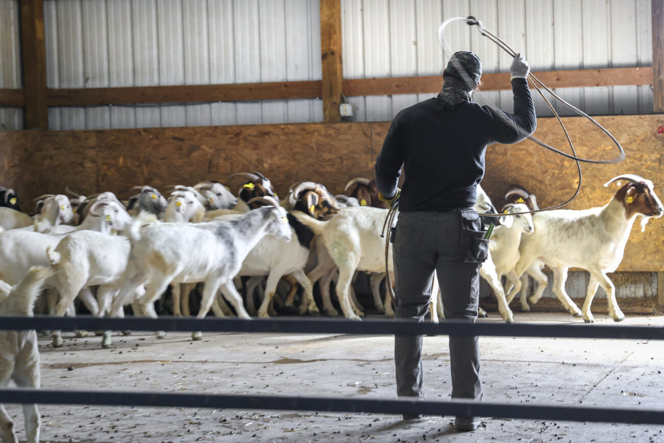 Kentucky State University farm tech and research assistant McKinley Stonewall lassos a goat to shave its hooves on KYSU’s farm in Frankfort, KY, on Oct. 7, 2022.