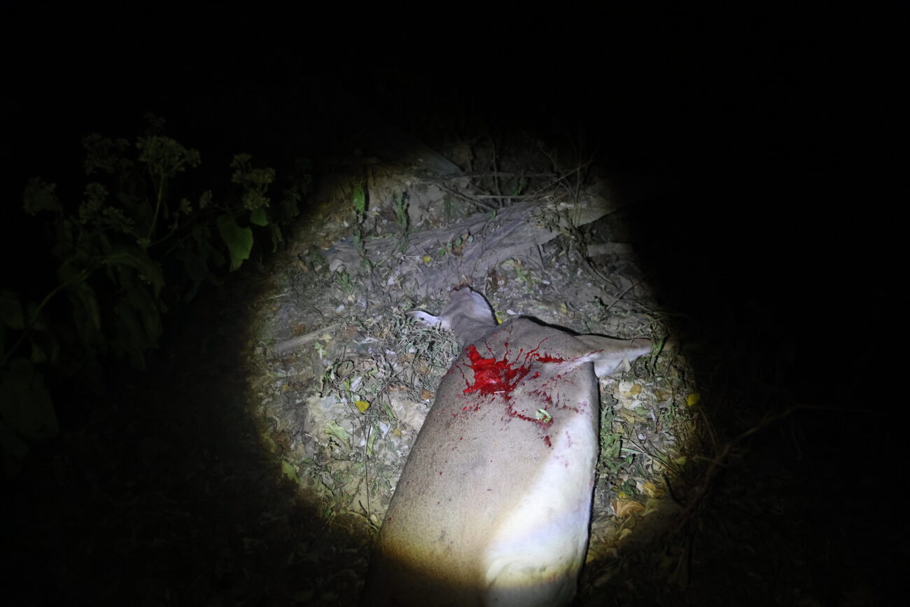 McKinley Stonewall finds his recently shot deer in the woods- shot straight through the lungs with a bow in Frankfort, KY, on Oct. 7, 2022.