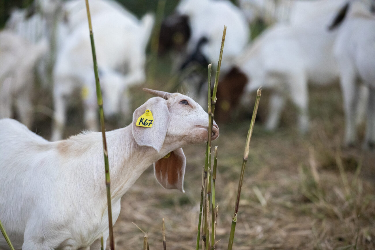 A goat grazes the Harold R. Benson Research and Demonstration Farm in Frankfort, Kentucky on Thursday, Oct. 6, 2022.