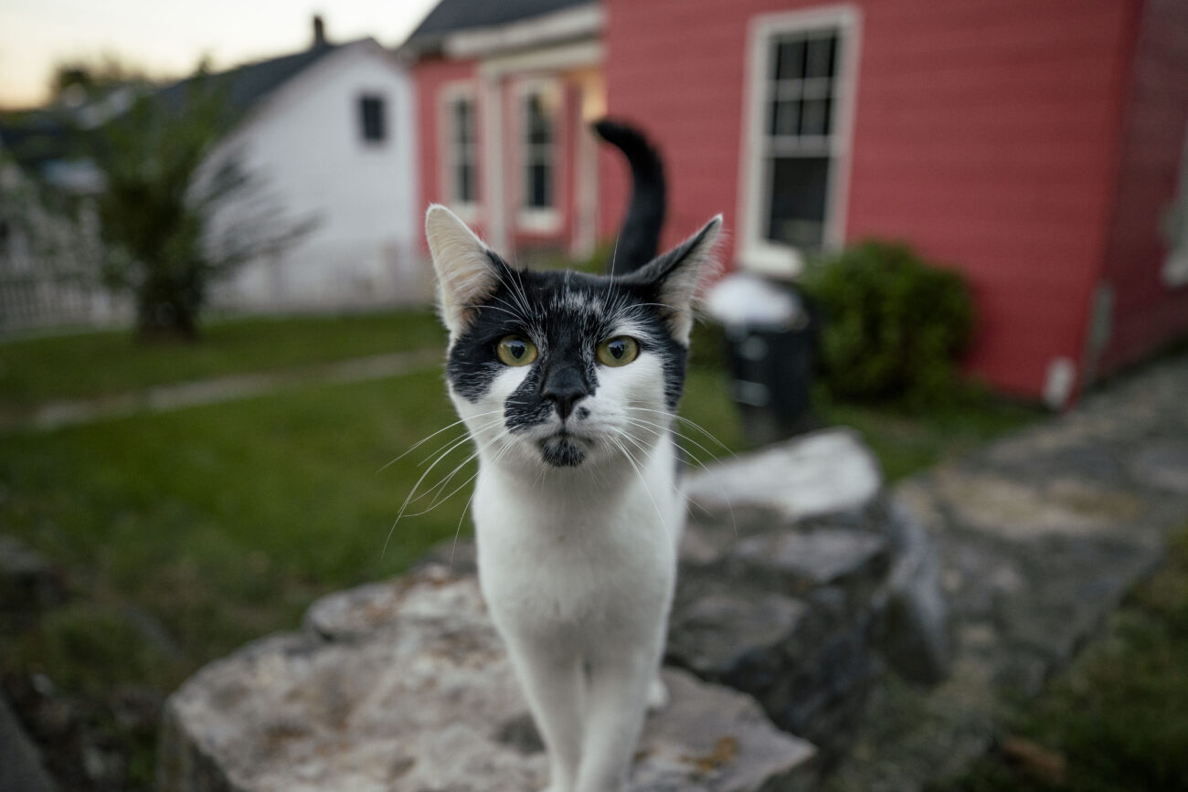 A black and white cat wanders around the capital neighborhood at dusk in Frankfort, Kentucky on Wednesday, Oct. 5, 2022. Photo by Martha McHaney.