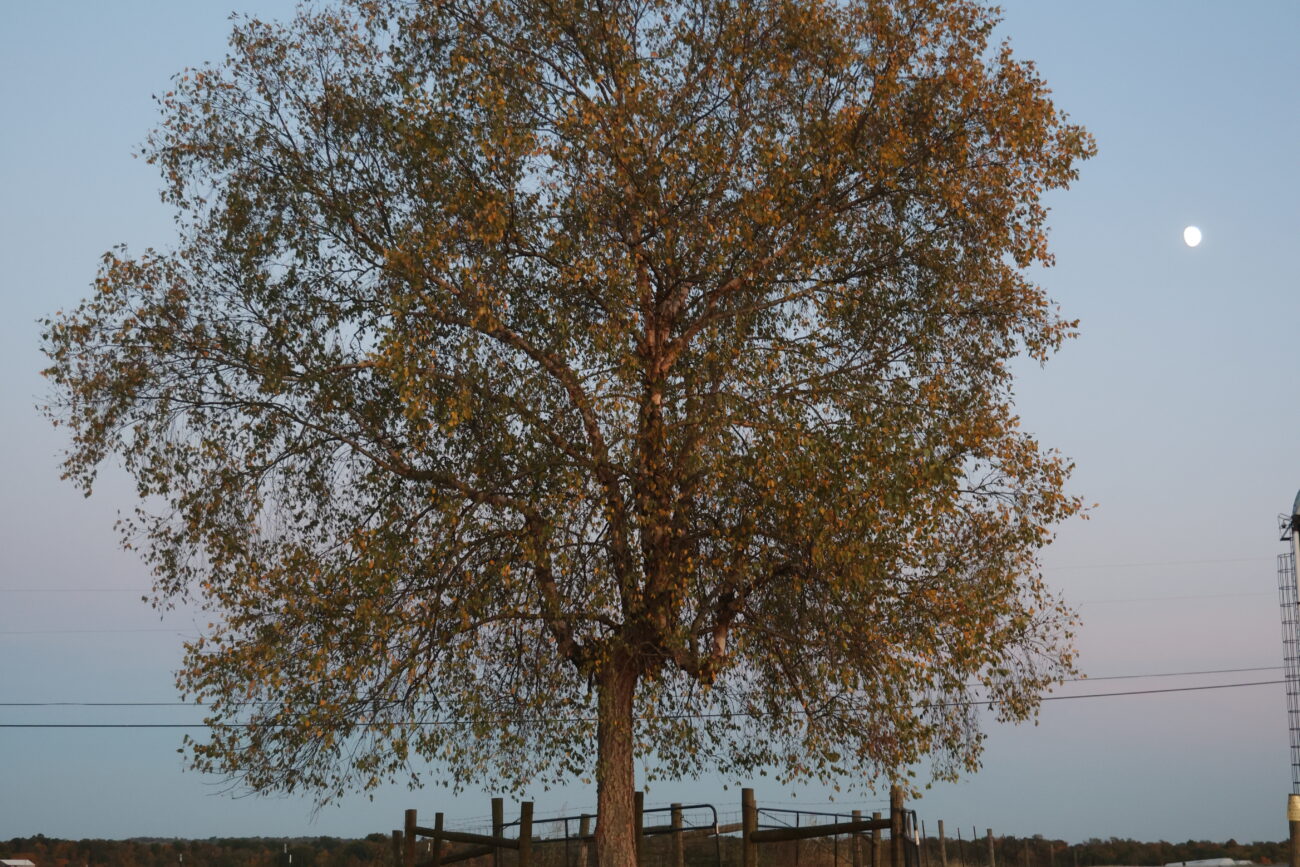 Moon rises behind the tree on Friday Oct 7, 2022, at the Harold R. Benson Research and Demonstration Farm in Frankfort, Kentucky. Photo by Michael Smallwood