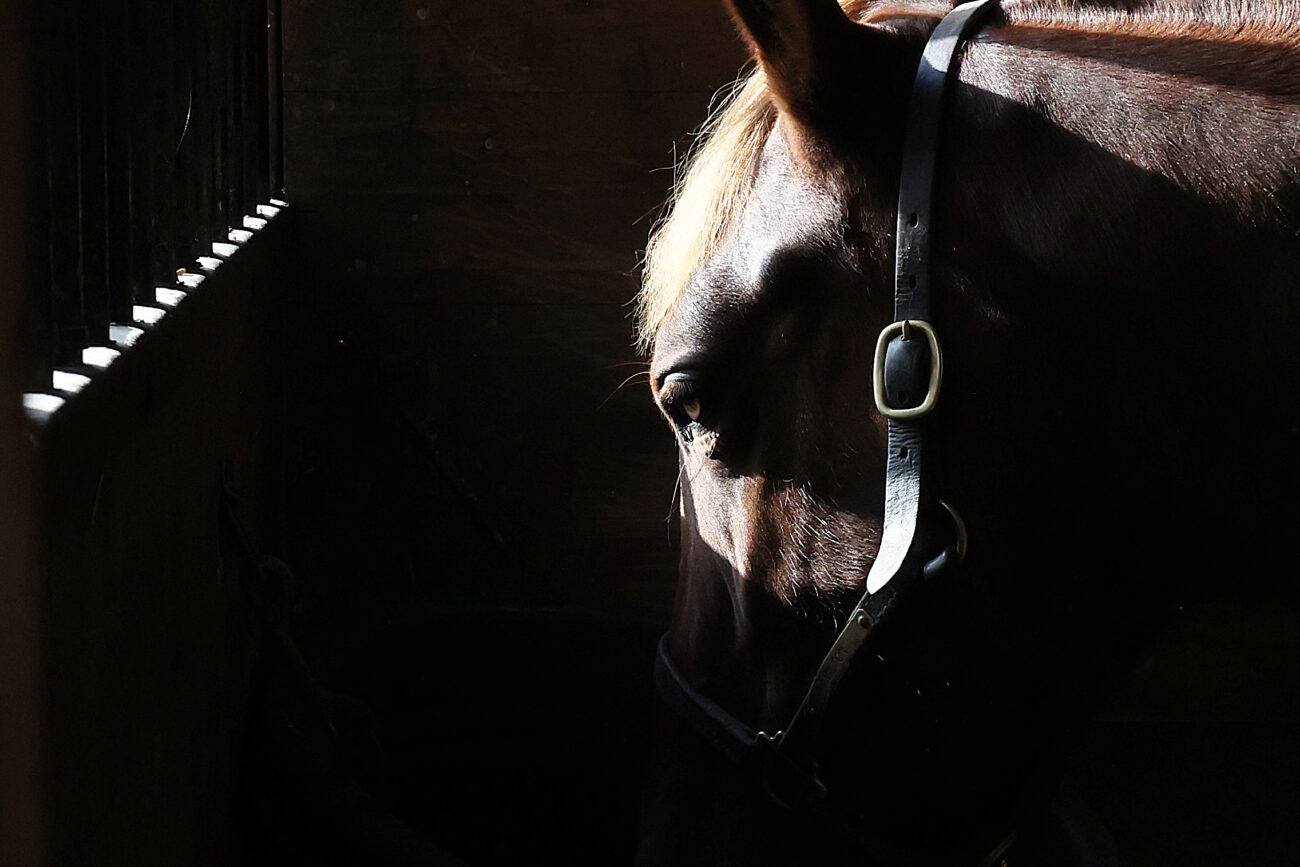 Sun sets upon one-year-old Hamilton while he eats his grain at Indian Ridge Farm in Frankfort, Kentucky, on Thursday, October 6, 2022.