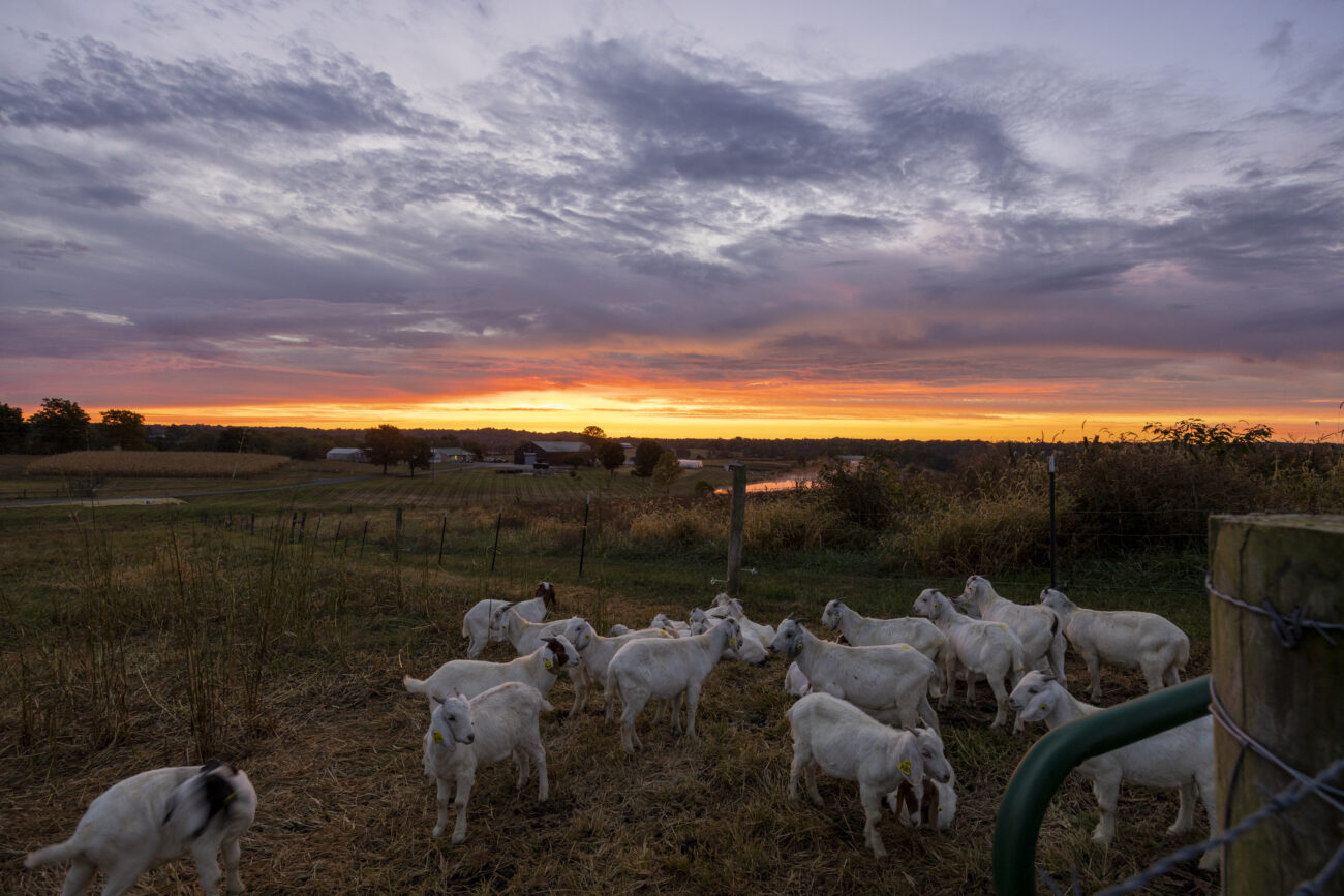 Goats in the morning in-front of the sunrise Friday Oct 7, 2022, at the Harold R. Benson Research and Demonstration Farm in Frankfort, Kentucky. Photo by Michael Smallwood