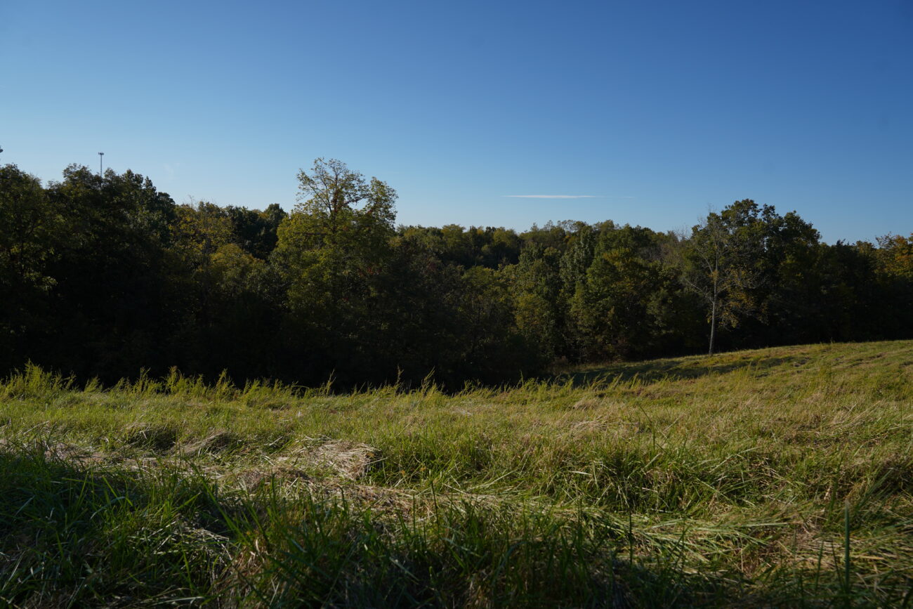 Golden hour begins as wind blows through long stalks of grass in Frankfort, Ky. on Friday, Oct. 7, 2022. Photo by Carter Skaggs