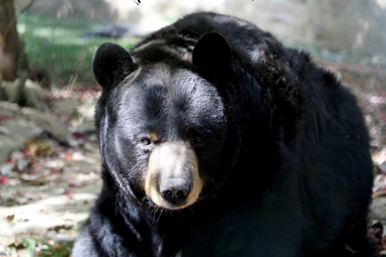 A black bear stares with intent while sitting in his habitat at the Salato Wildlife Education Center in Frankfort, Ky.