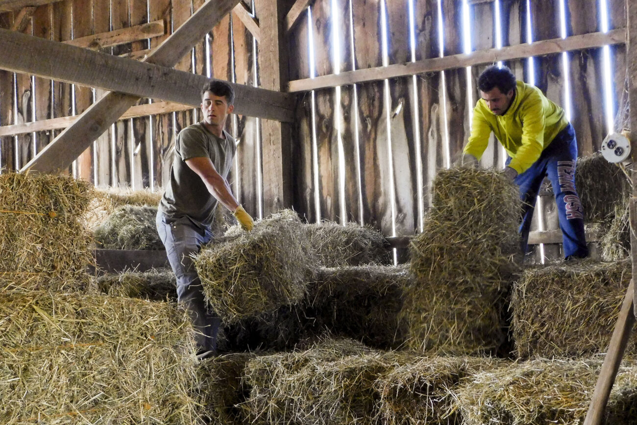 Joey Wetenkamp, left, and Chris Woods load hay bales onto a trailer at Joe Kirkman’s farm in Frankfort, Kentucky. Photo | Austin Collier