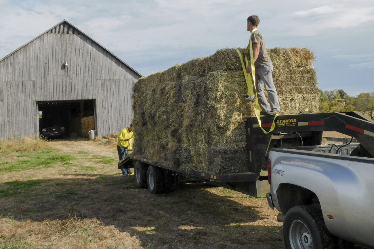Chris Woods, left, and Joey Wetenkamp strap down hay bales at Joe Kirkman’s farm in Frankfort, Kentucky. Photo | Austin Collier
