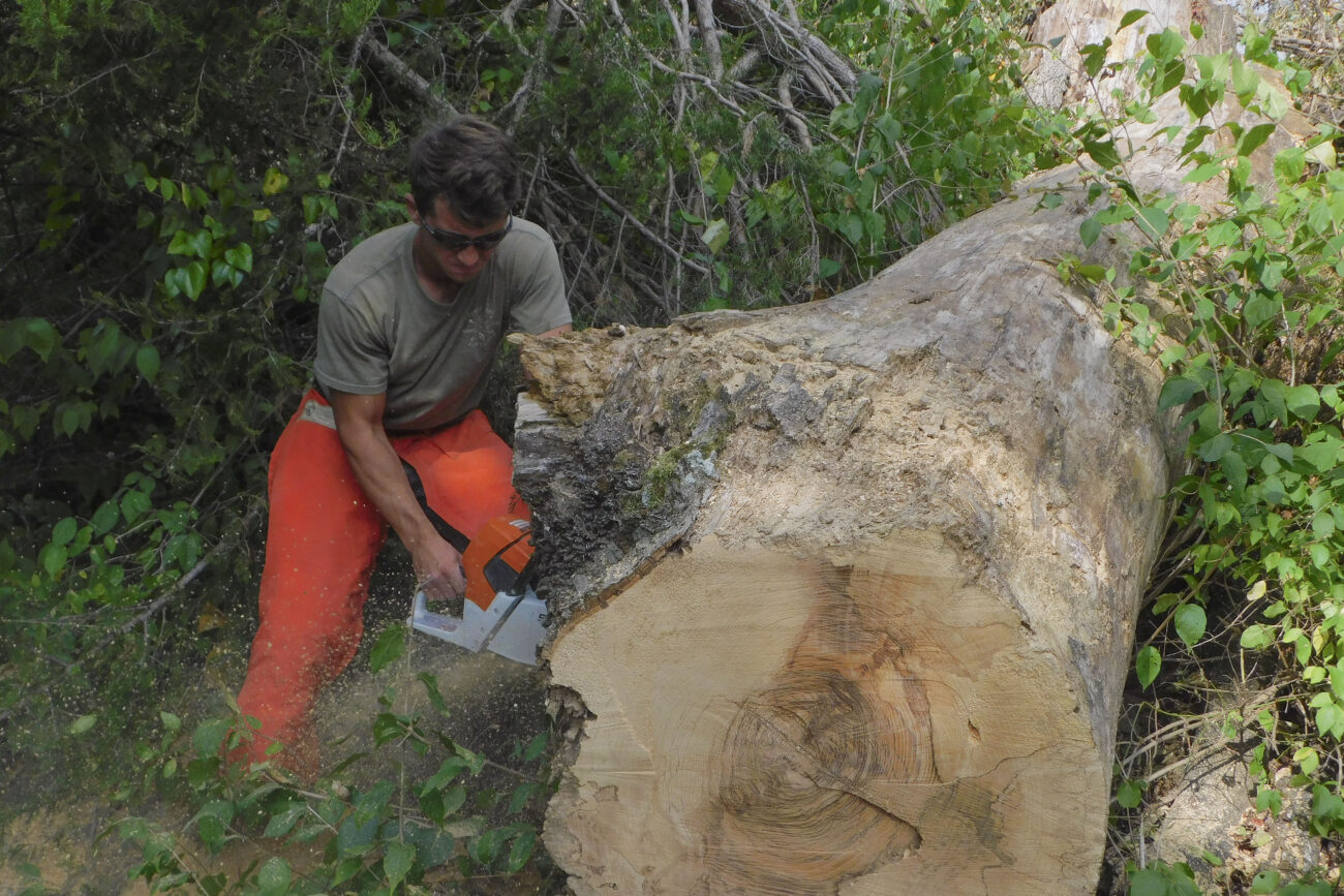 Joey Wetenkamp saws a fallen tree at the Kentucky State University Harold R. Benson Research and Demonstration Farm in Frankfort, Kentucky. Photo | Austin Collier