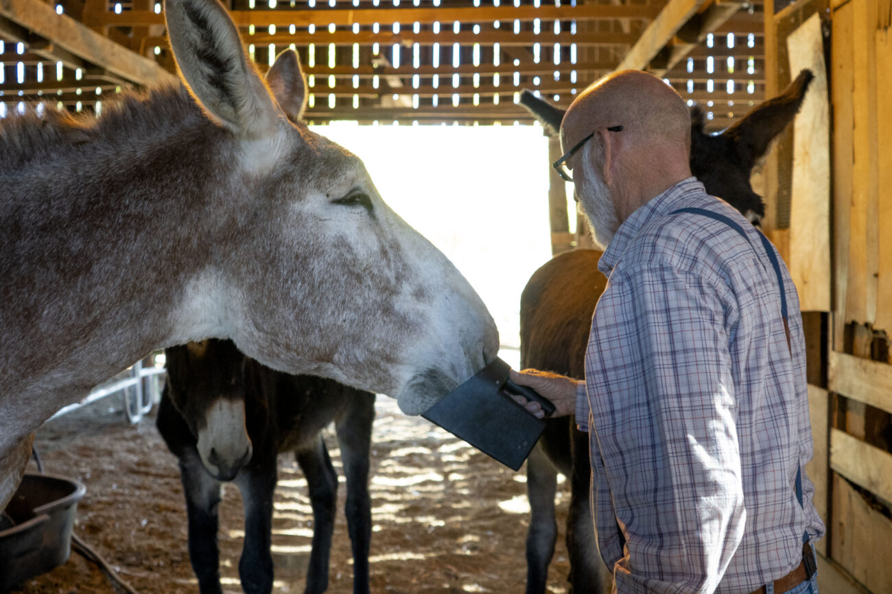 Joe Penn feeds one of his donkeys on his farm in Owenton, Kentucky on Wednesday, Oct. 5, 2022. Photo | Brooklyn Walters