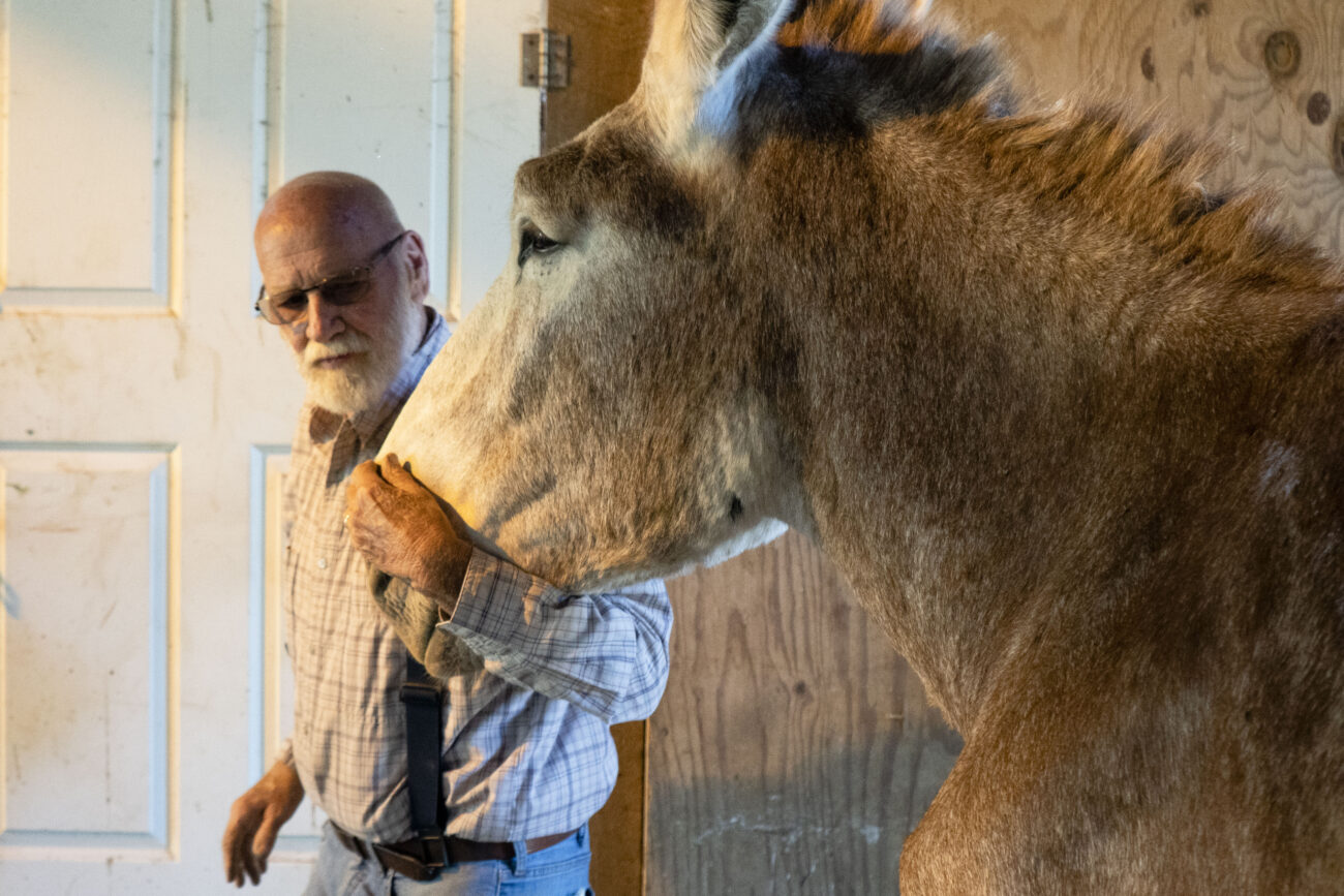 Joe Penn leads one of his donkeys in his barn in Owenton, Kentucky on Wednesday, Oct. 5, 2022. Photo | Brooklyn Walters
