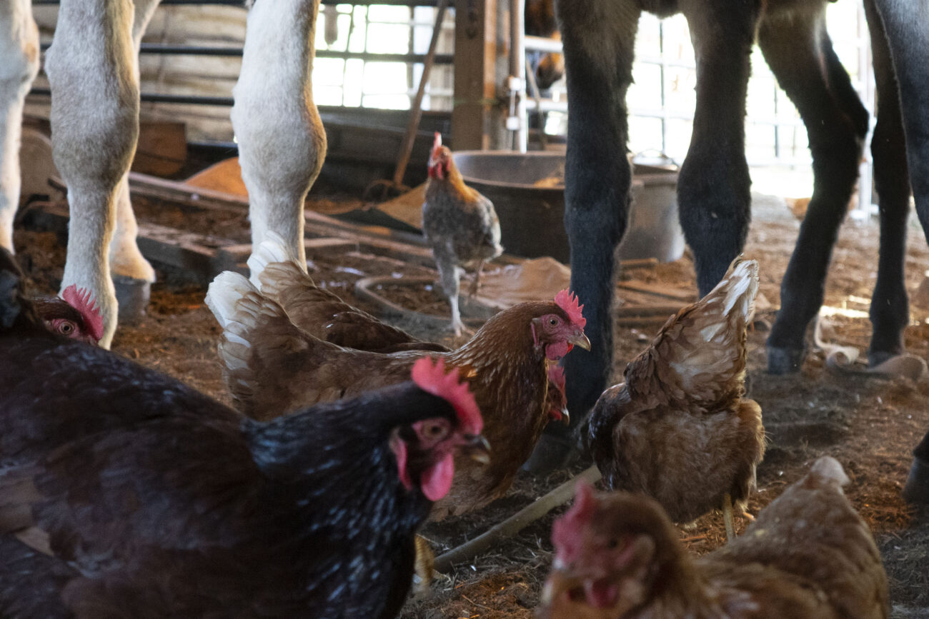 Joe Penn's chickens roam along with the equine animals around his barn in Owenton, Kentucky on Wednesday, Oct. 5, 2022. Photo | Brooklyn Walters