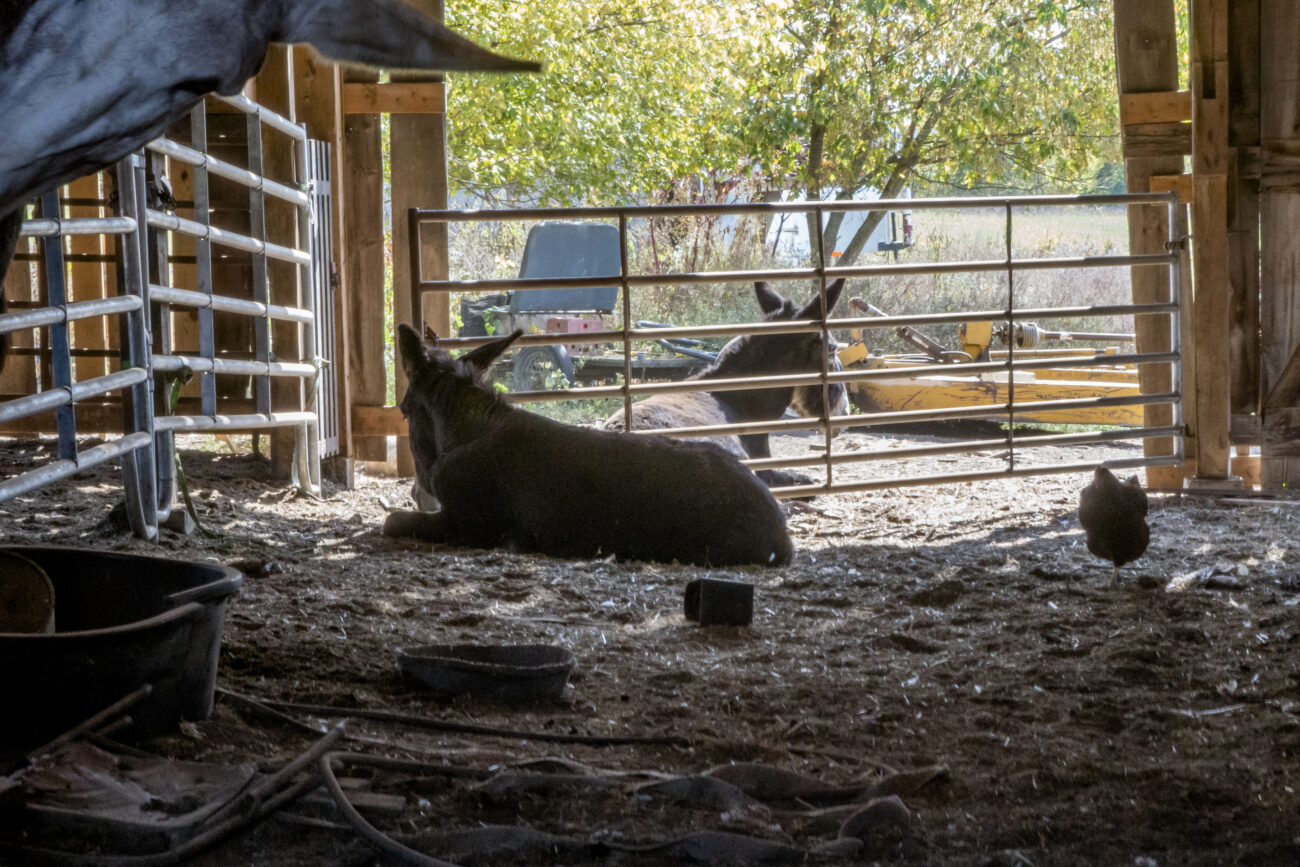 Joe Penn's animals sit in his barn in Owenton, Kentucky on Thursday, Oct. 6, 2022. Photo | Brooklyn Walters