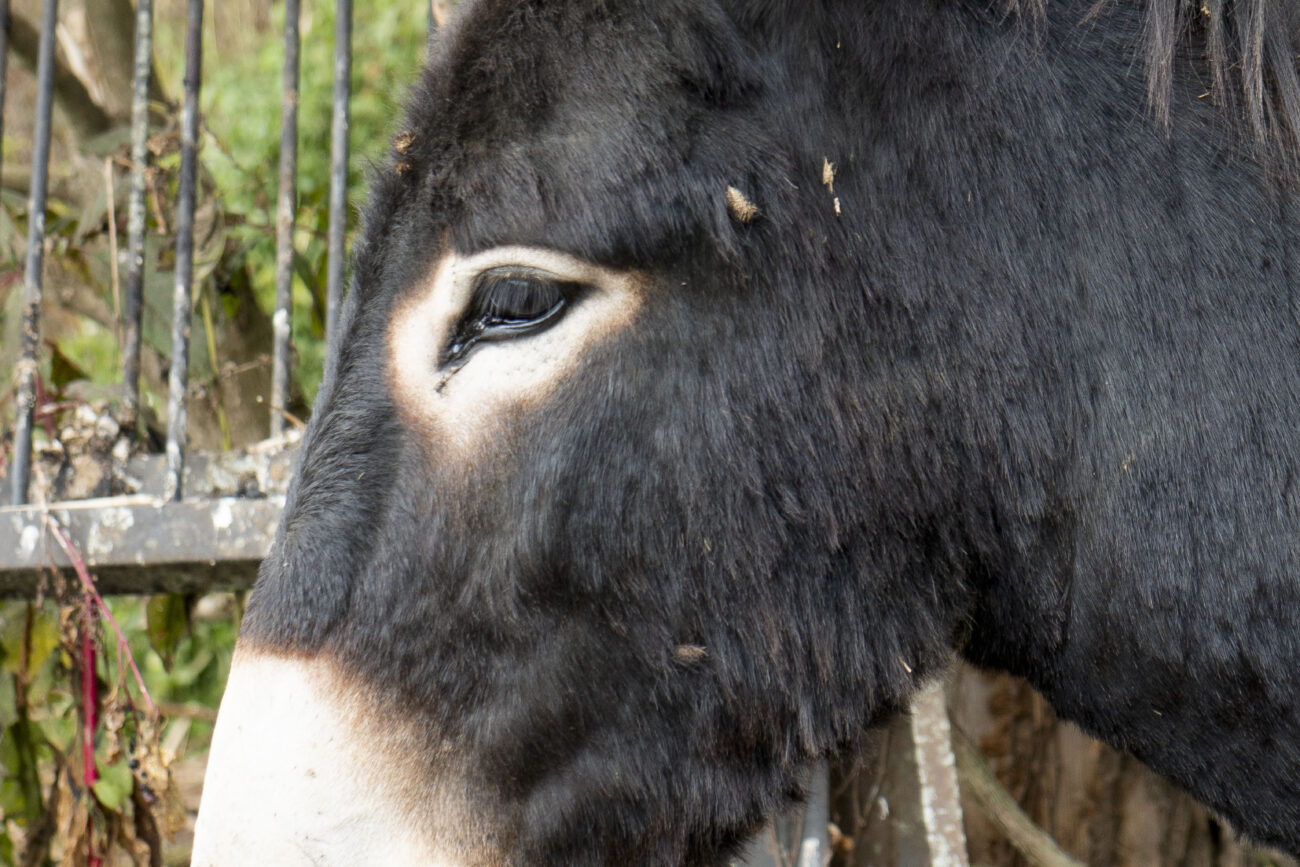 One of Joe Penn's donkeys stands on Penn's farm in Owenton, Kentucky on Thursday, Oct. 6, 2022. Photo | Brooklyn Walters