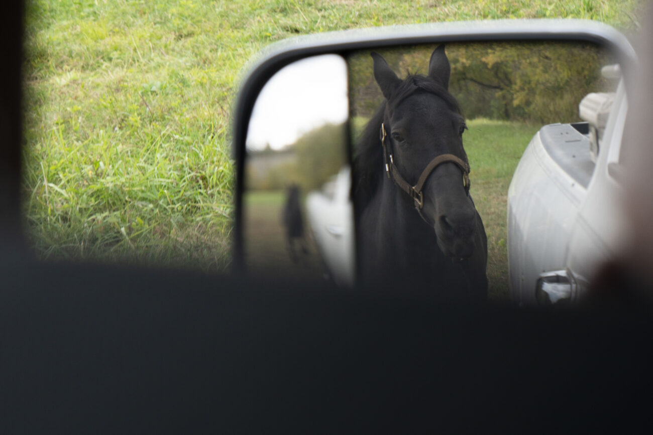 Shadow walks around Joe Penn's field on Penn's farm in Owenton, Kentucky on Thursday, Oct. 6, 2022. Penn was exercising Shadow by tying him to the back of the truck and leading him. Photo | Brooklyn Walters