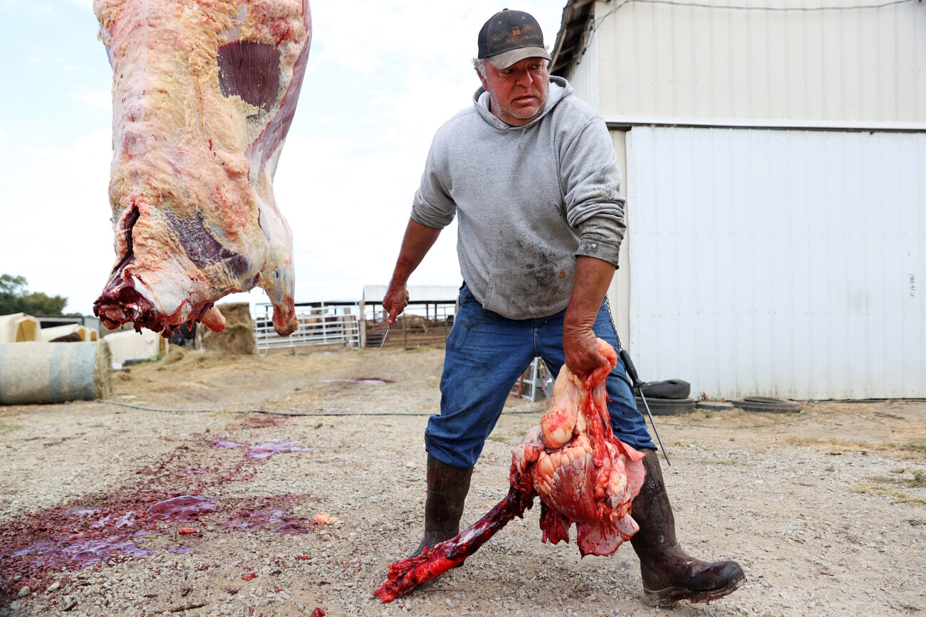 Hank Schweickart throws the head of a cow carcass into the bowl of a tractor at Donnie White’s farm in Lawrenceburg, Kentucky, on Wednesday, Oct. 5, 2022. Photo by Abbey Cutrer.