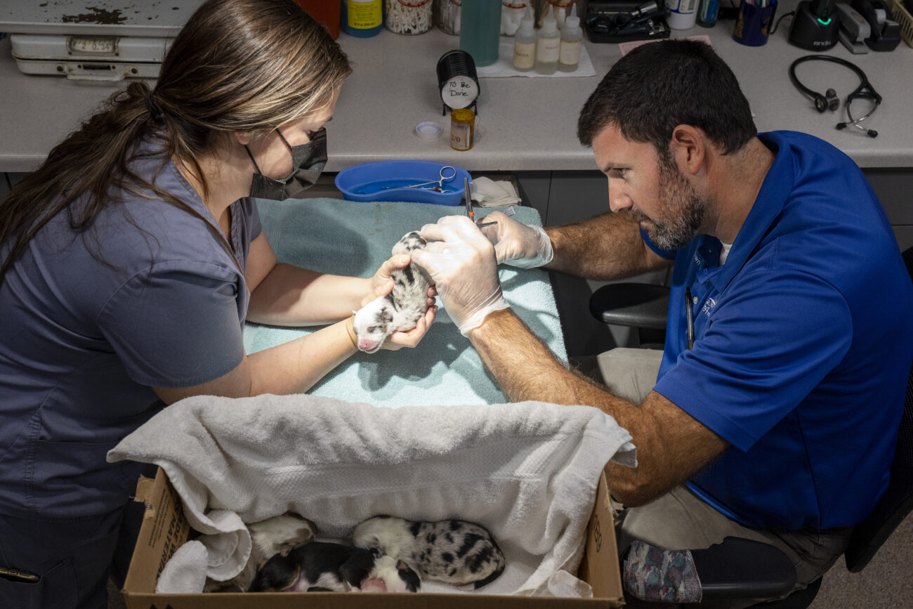 Kayla Barrett, right, assists Dr. Josh Brown docking and removing the dewclaw of 3 day old border collies at The Animal Clinic in Lawrenceburg, Kentucky, on Thursday, October 6, 2022.