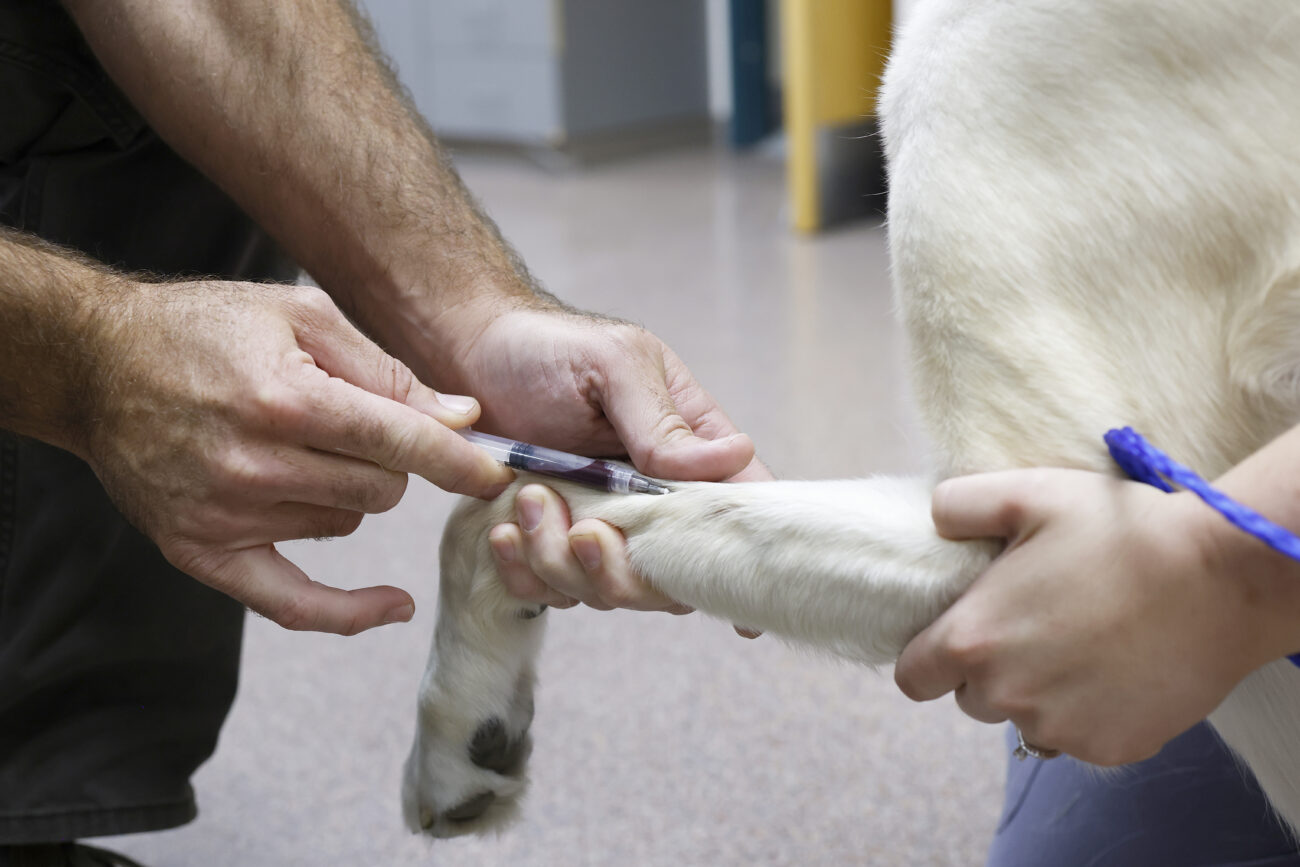 Dr. Josh Brown collects a blood sample from Koda at The Animal Clinic in Lawrenceburg, Kentucky, on Thursday, October 6, 2022.