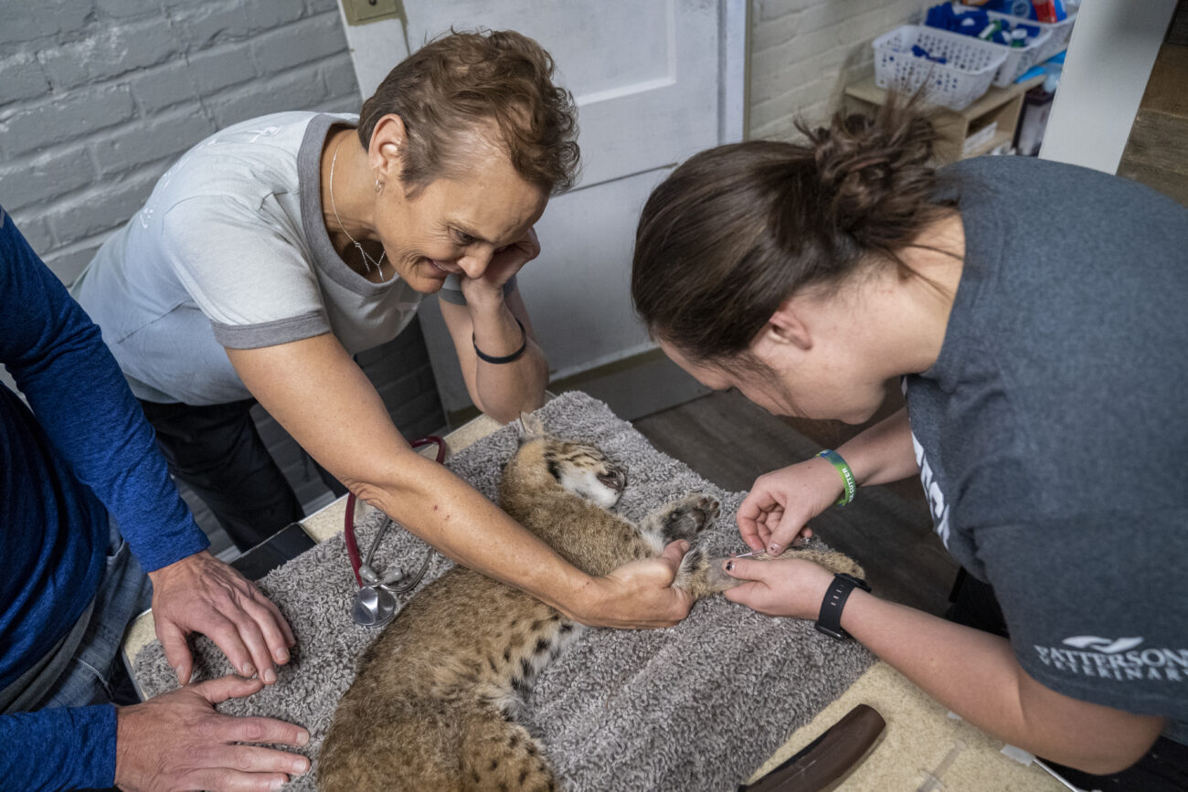 Veterinarian technician Jenny Hurst marvels at the size of the unconscious bobcat’s paw while vet tech Tabitha Barnes inserts a blood drawing needle intraveneously on Thursday, Oct. 6, 2022 at Frankfort Veterinary Clinic in Frankfort, Ky. Photo by Carter Skaggs