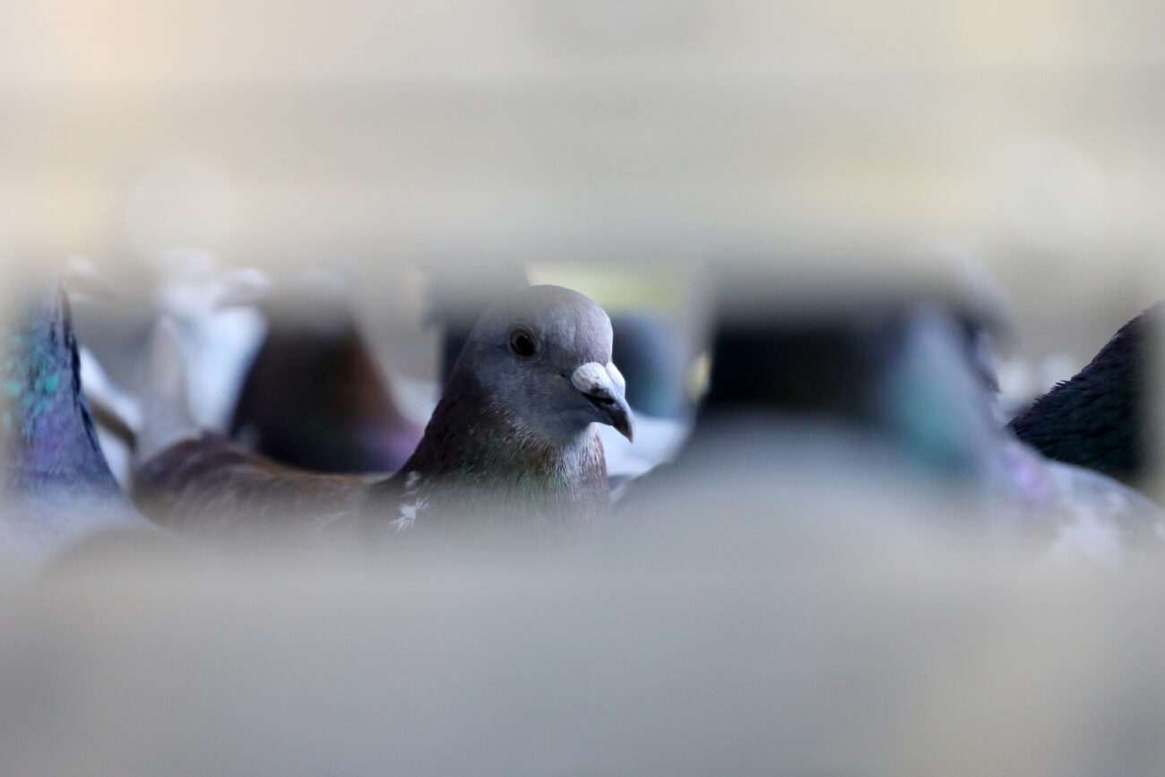 A pigeon looks onwards whilst crated outside of Lexington Racing Pigeon Club President David Stephenson’s home in Lexington, Ky., ahead of their race the following morning.