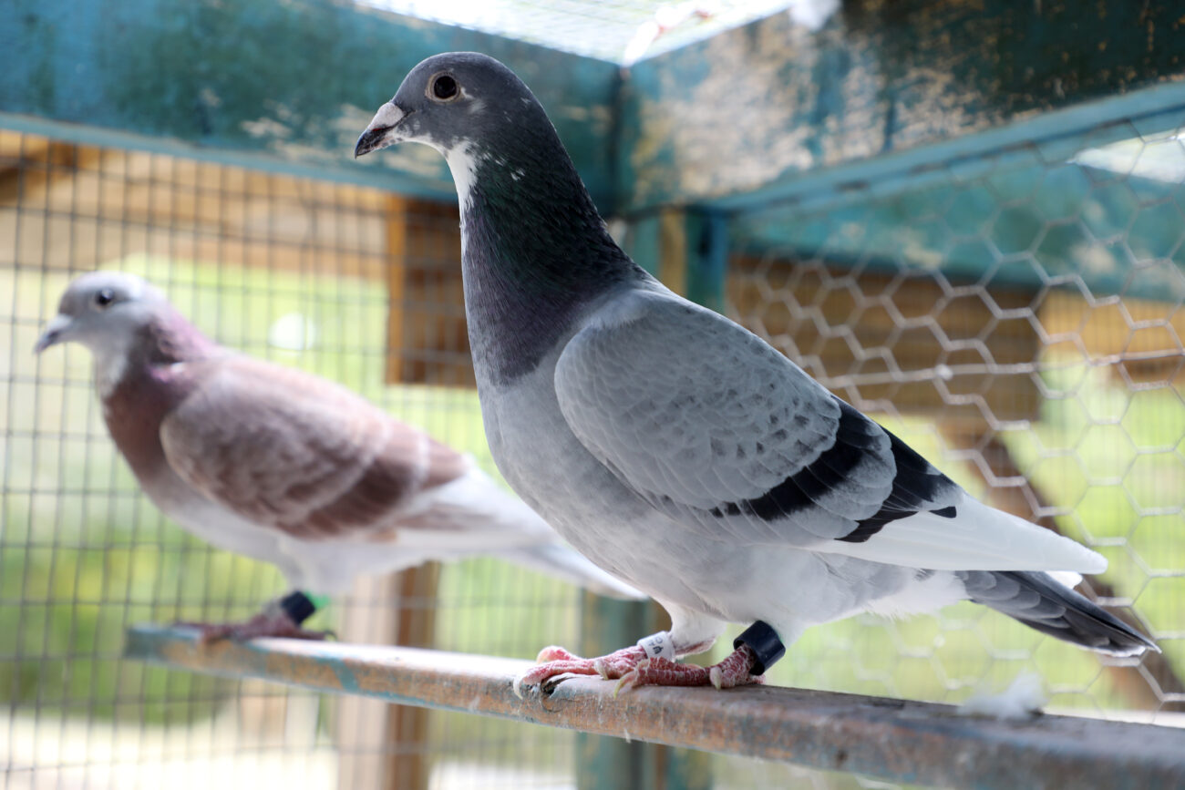 Two of Charlies pigeons perch in his loft at his home in Franklin County, Ky. Two bands are seen on their legs; the white band was attached by Charlie for identification purposes and was done at birth; the black bands were attached by Charlie for racing purposes.